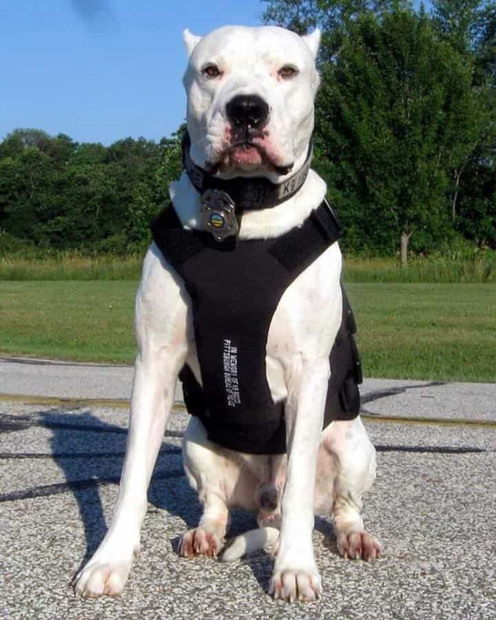 Mua bán chó Dogo Argentino