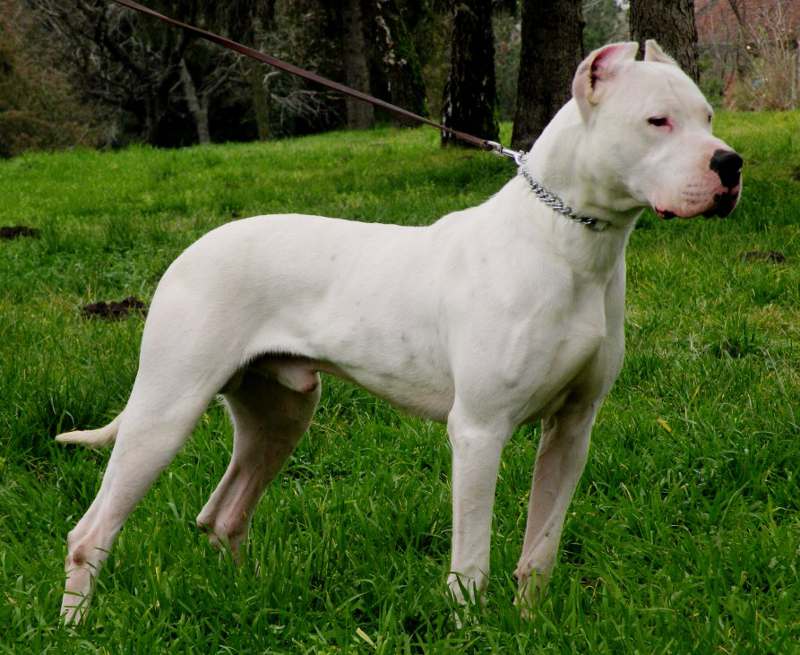 Dogo trắng hung dữ