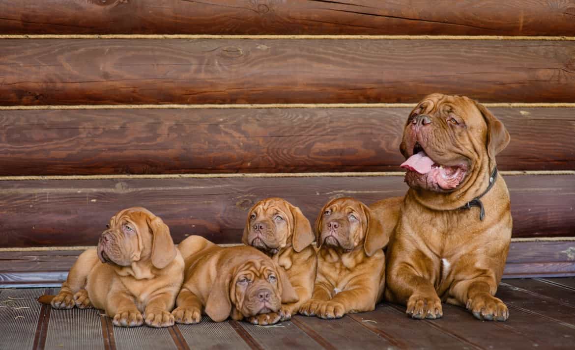 Chó ngao mặt nhăn Dogue de bordeaux và đàn con