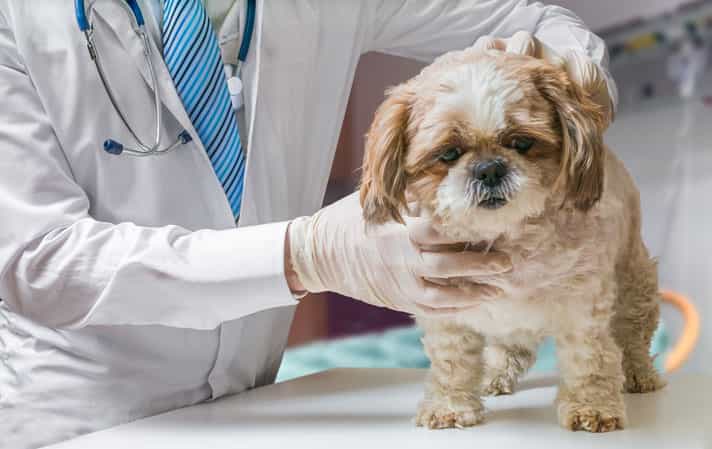Cẩn trọng trong việc vệ sinh nhà cửa để trị ve chó