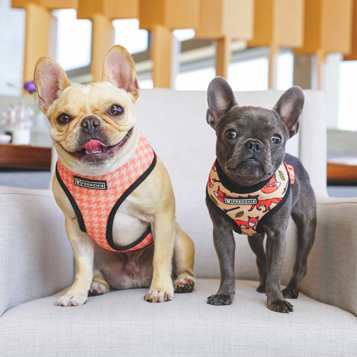 French bulldog giá bao nhiêu