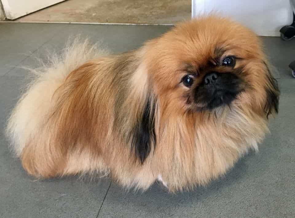 chó bắc kinh mini