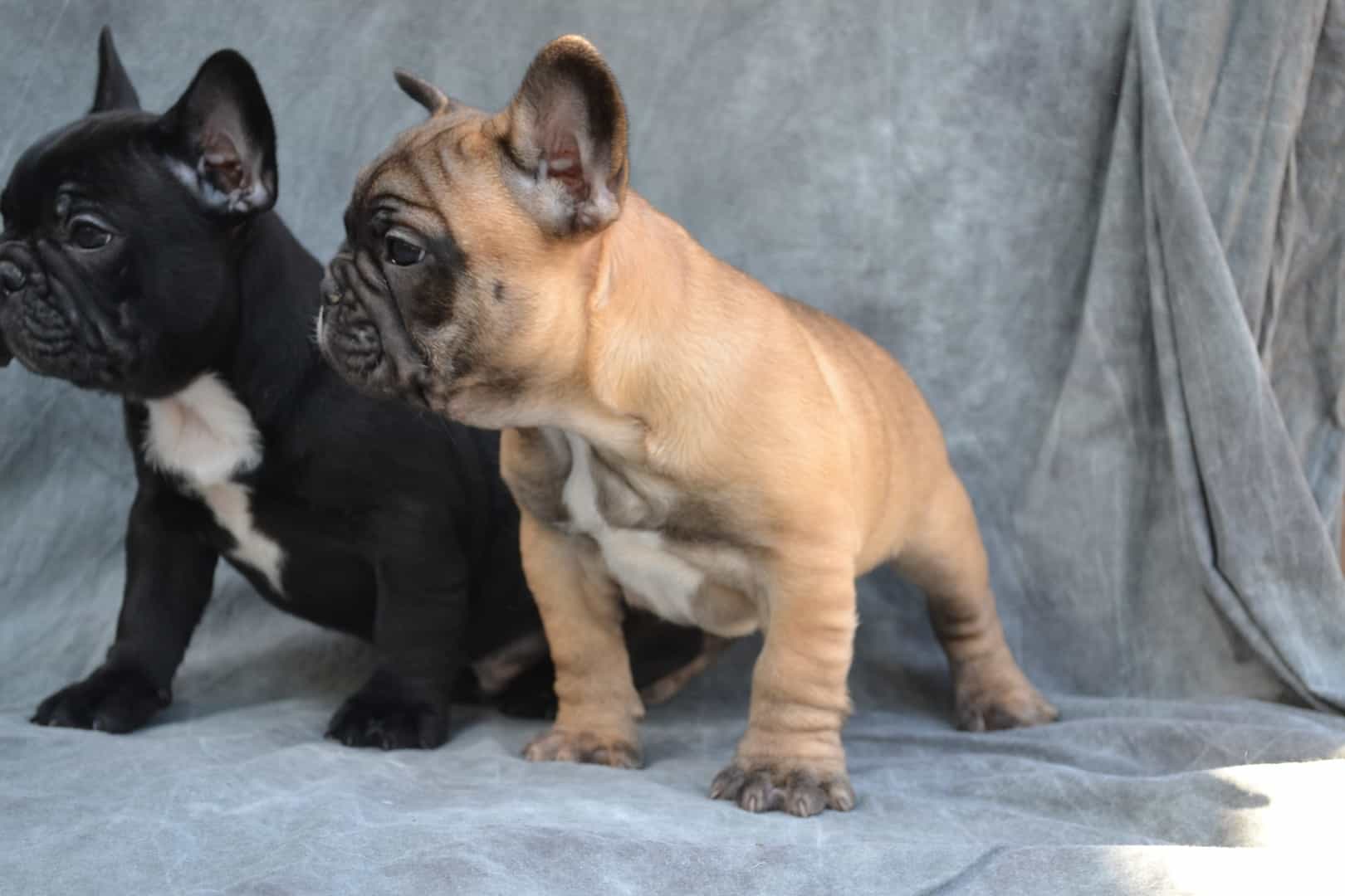 Ảnh chó bulldog Pháp đáng yêu
