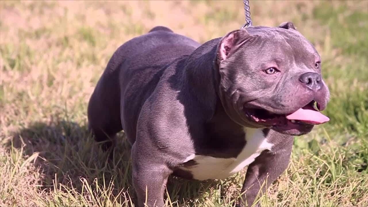 Giá chó Bully bao nhiêu?