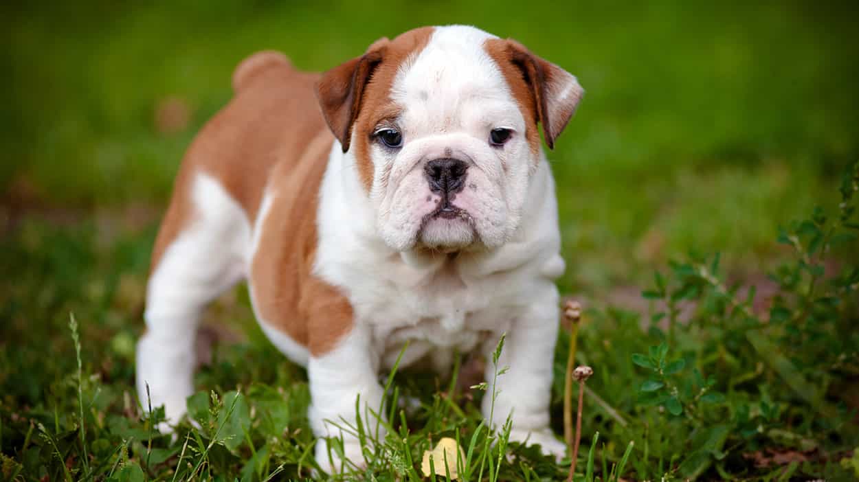 Chó mặt xệ con: bulldog Anh