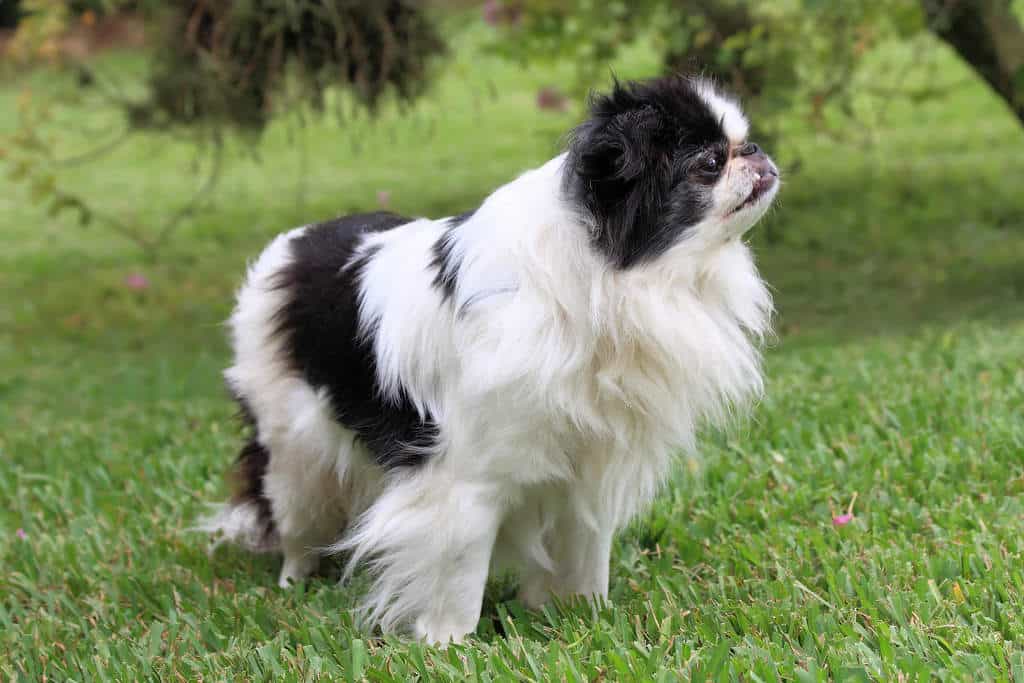 ảnh chó nhật con giá rẻ