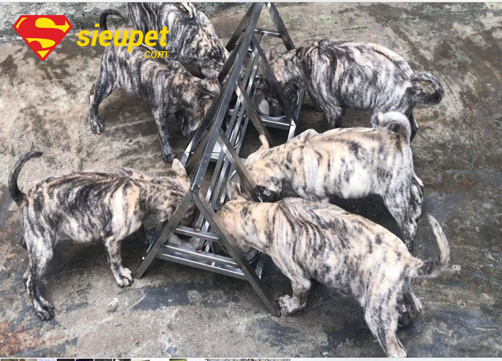 Chó au88 con khỏe mạnh và năng động