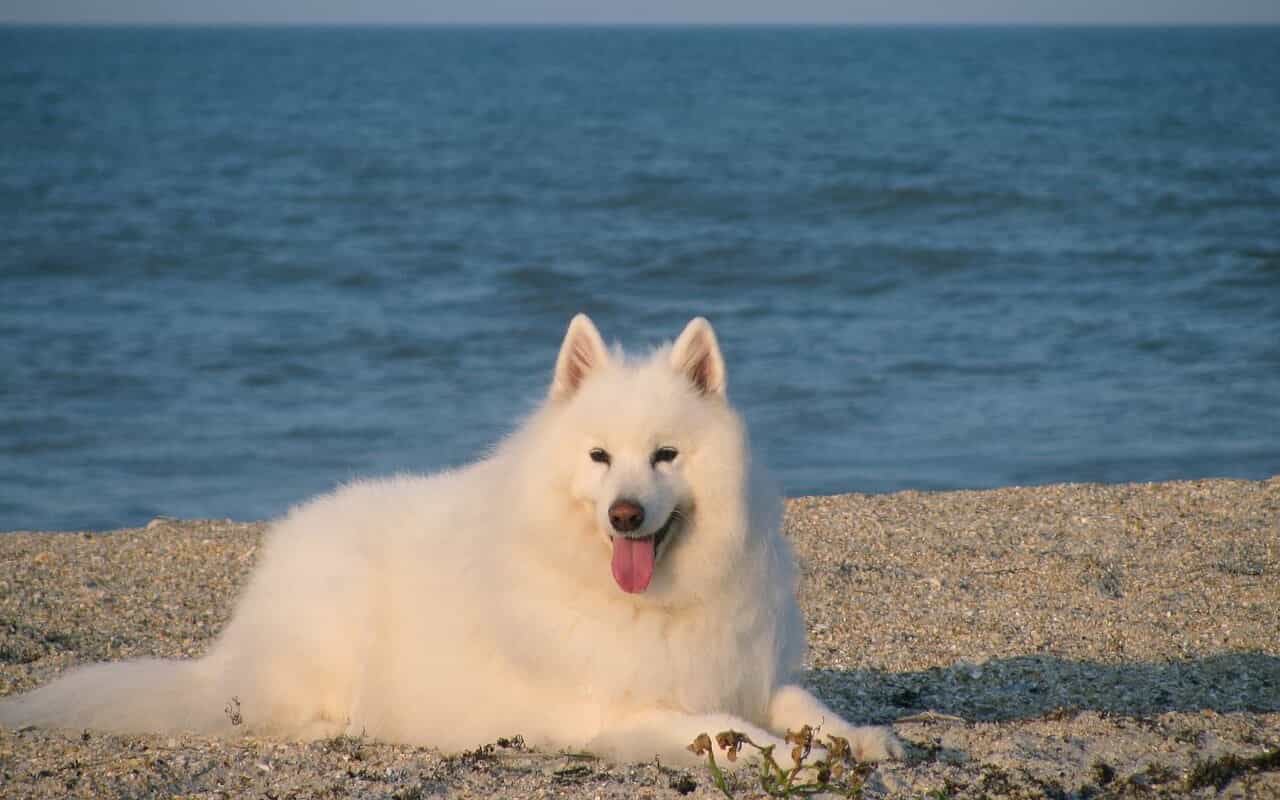 chó samoyed gia bao nhieu