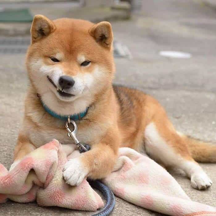 giống chó shiba giá bao nhiêu