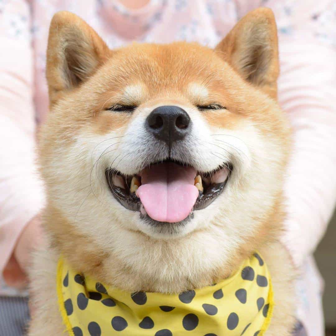 giống chó shiba