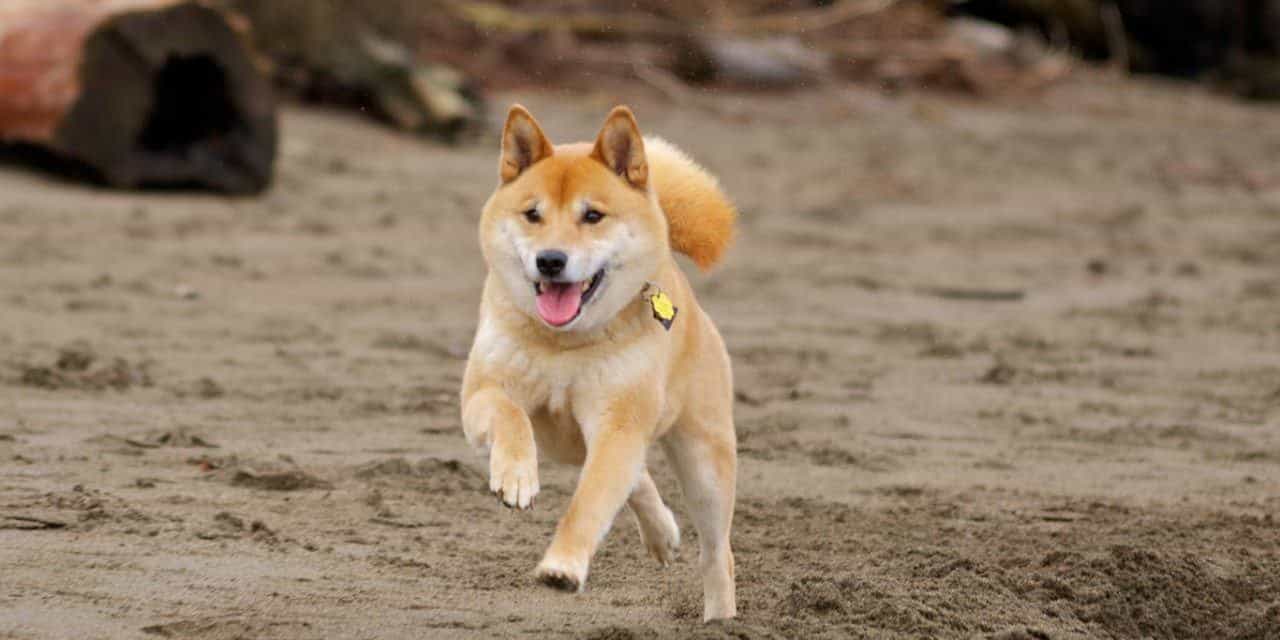 chó shiba bao nhiêu tiền