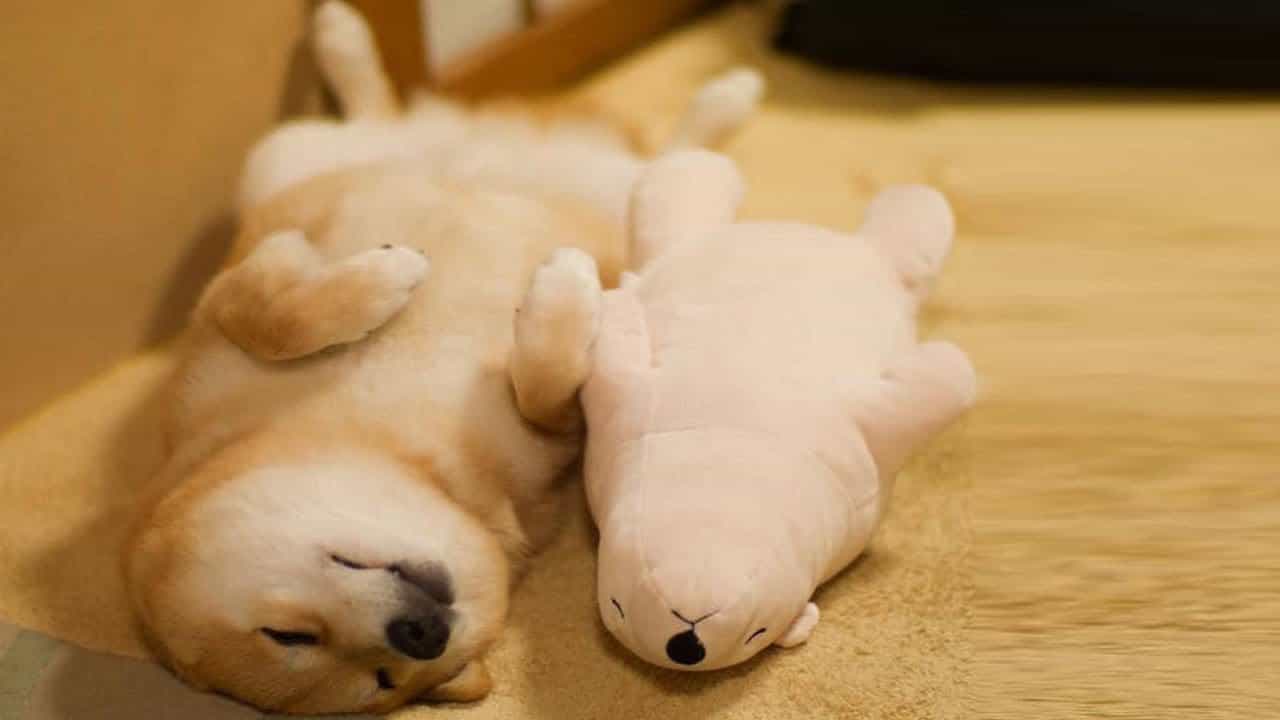 chó nhật shiba