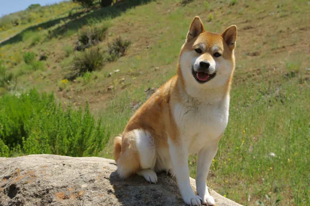 bán chó shiba inu hà nội