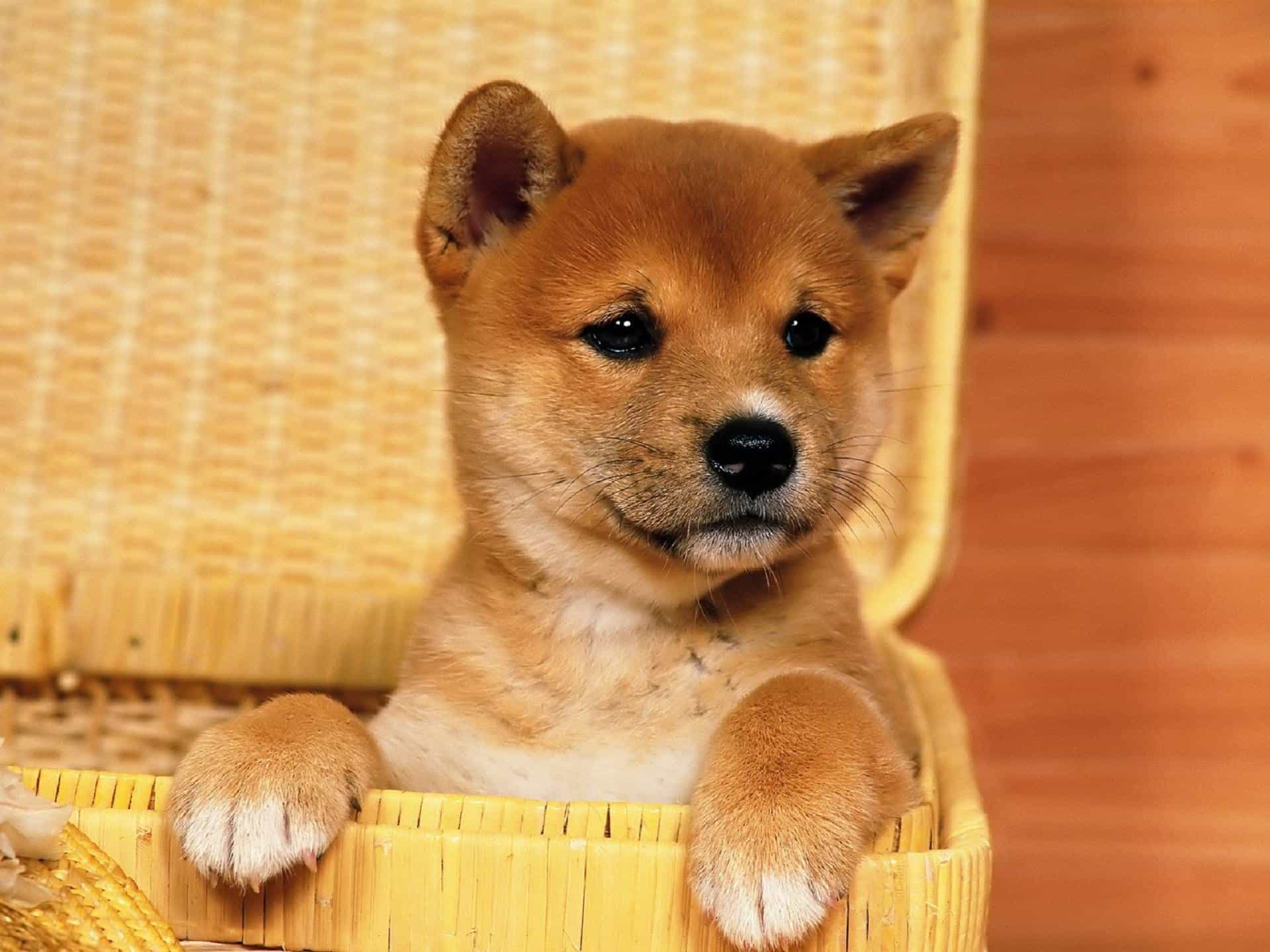 chó nhật shiba