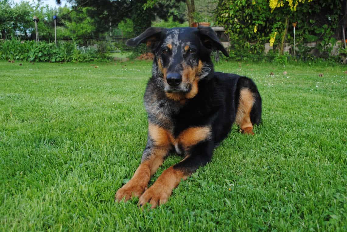 Beauceron lông vện nằm trên cỏ