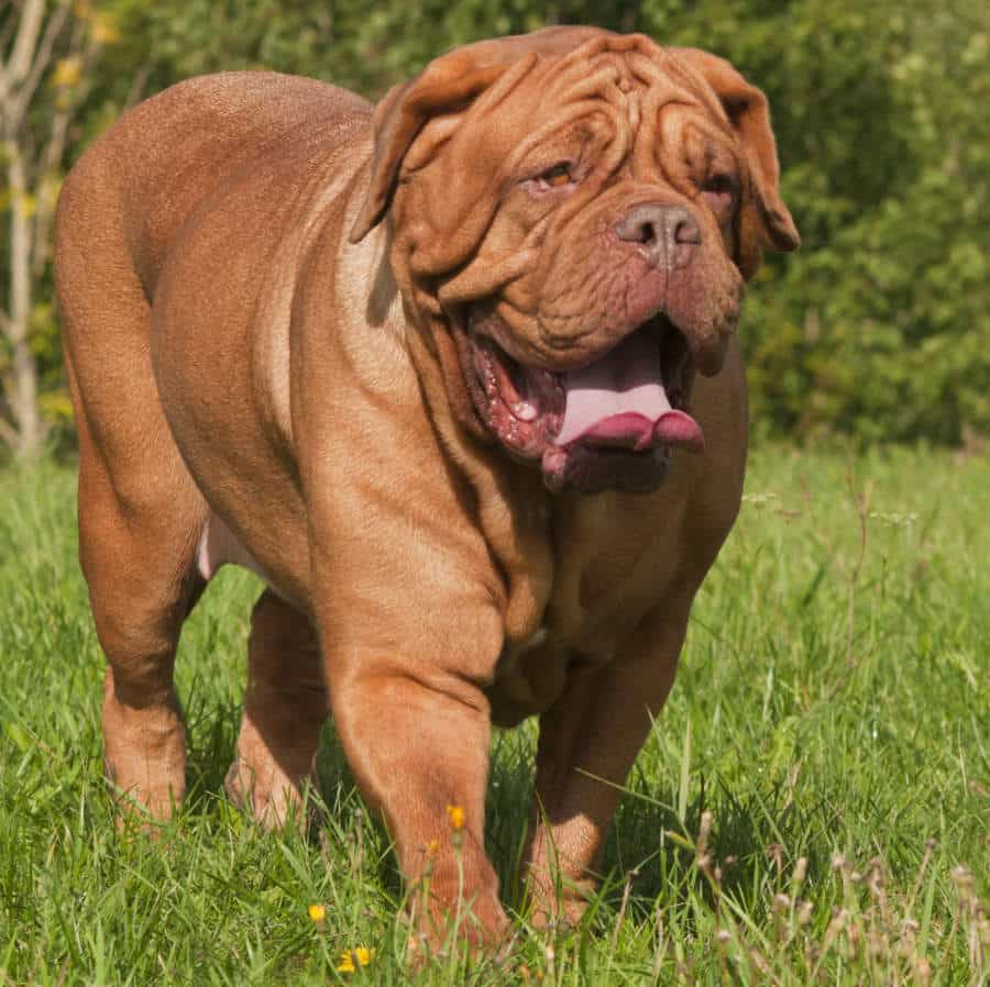 Dogue De Bordeaux đi dạo trên cỏ