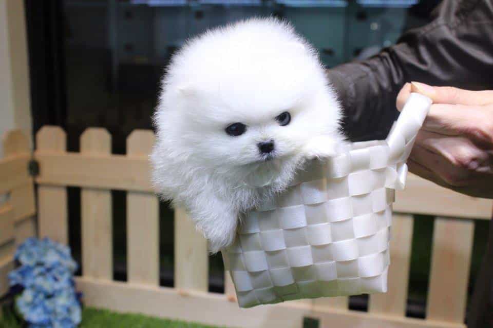 Chú chó Teacup Phốc sóc nằm gọn trong một chiếc giỏ đồ chơi