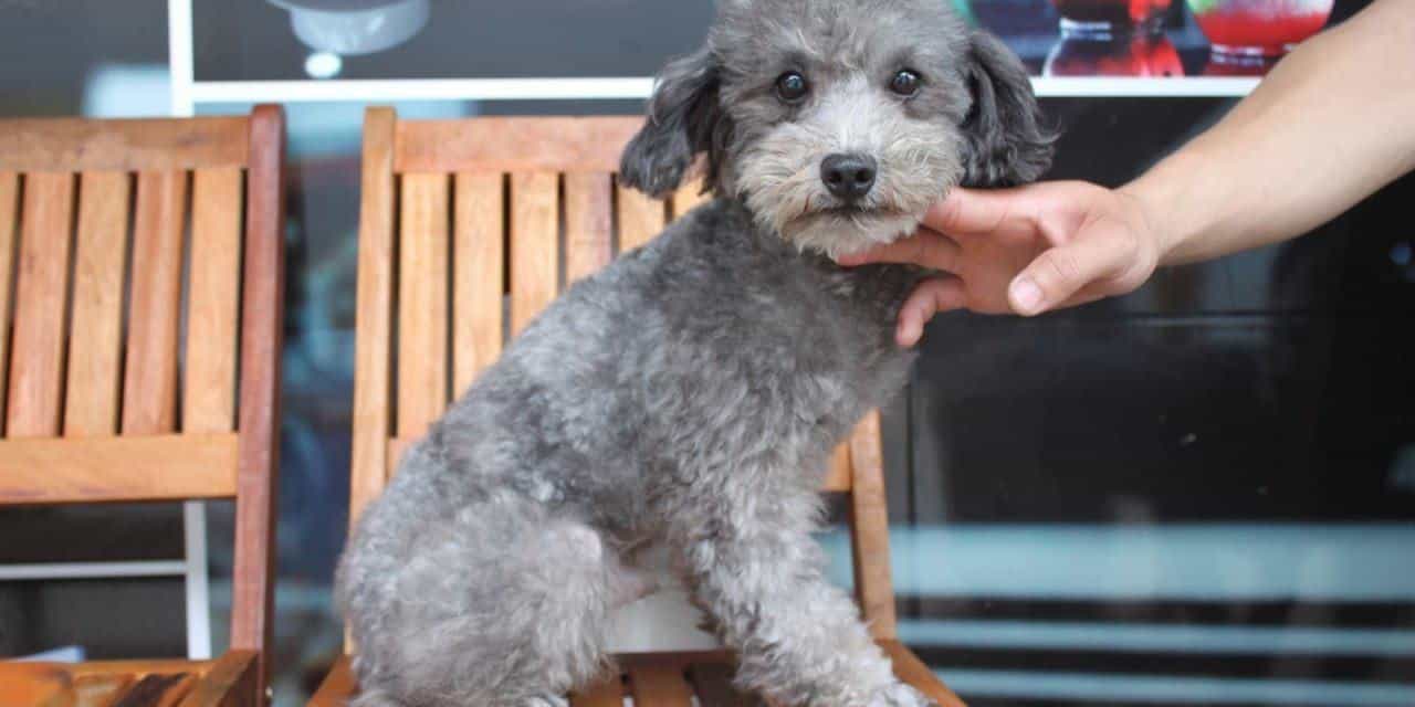 Giao tiếp với chó bằng mắt