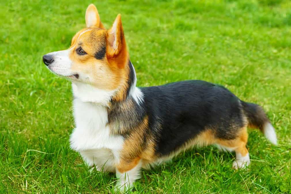 Hai giống chó này có ngoại hình tương đối giống nhau