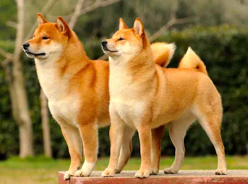 Hai chú chó au88 màu vàng đang đứng trên bục