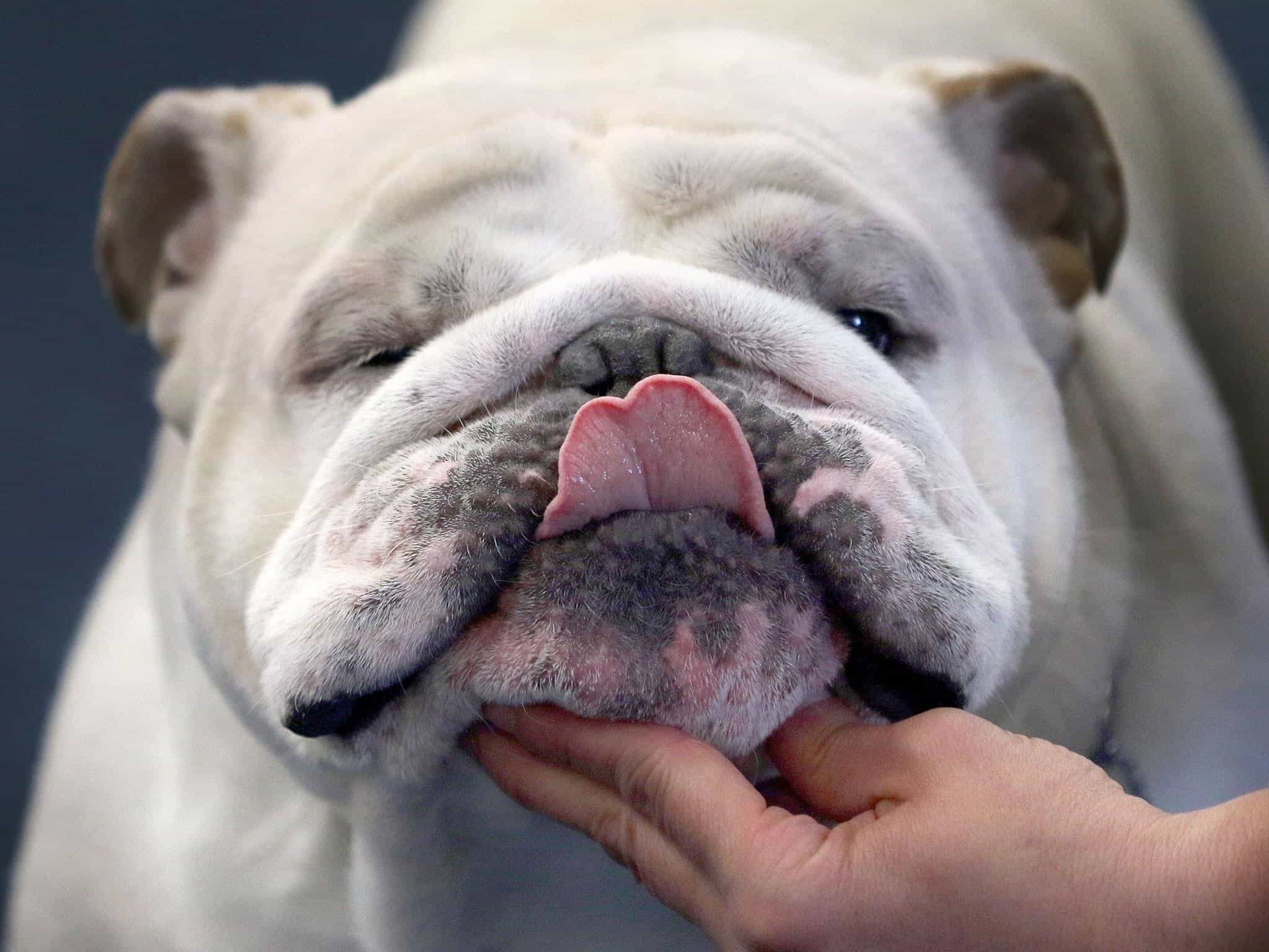 Chó bulldog màu trắng