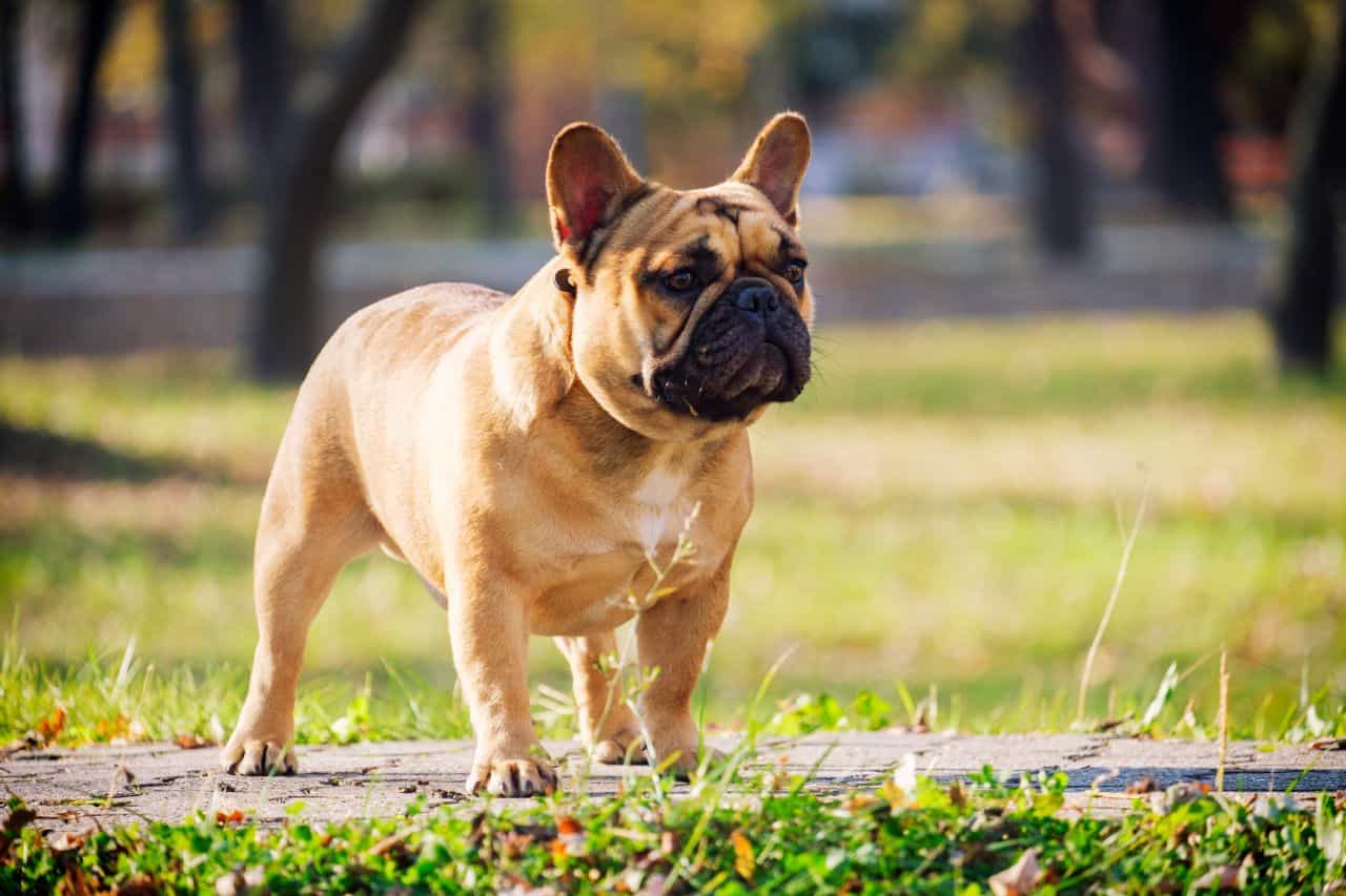au88 app bulldog Pháp