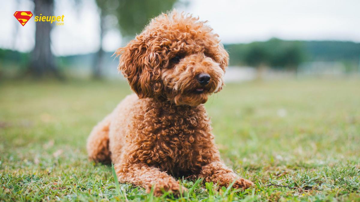 giống chó mini poodle