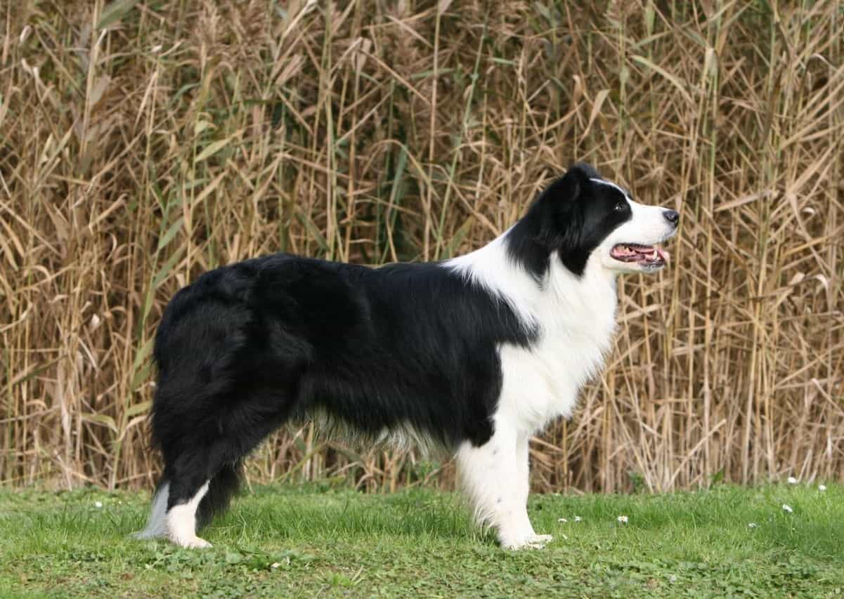 giống chó collie ở Việt Nam khá được ưa chuộng