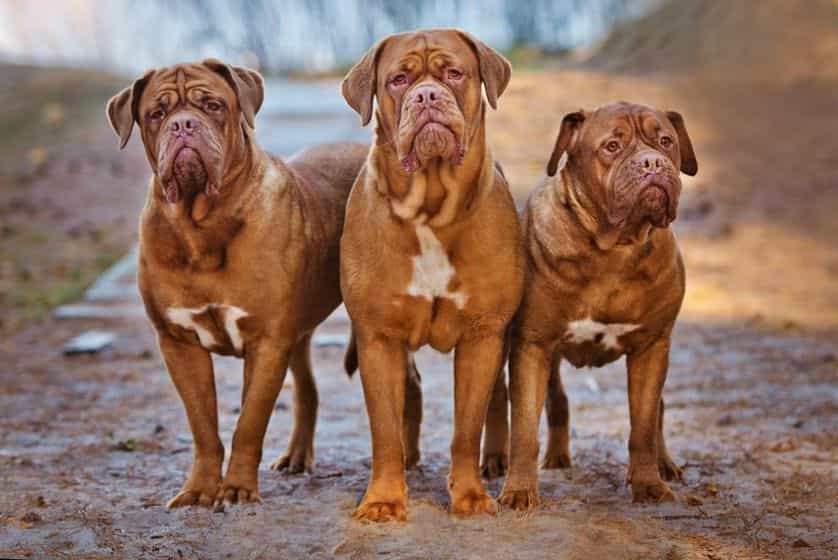 Bộ ba chú chó Dogue de Bordeaux