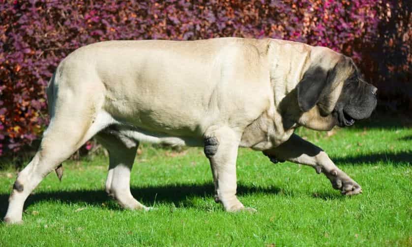 Một chó chó Mastiff Anh đi qua bãi cỏ