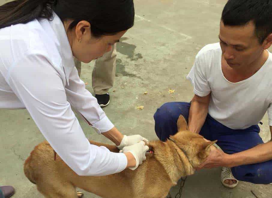 Giữ chó chắc chắn khi tiêm cho chó