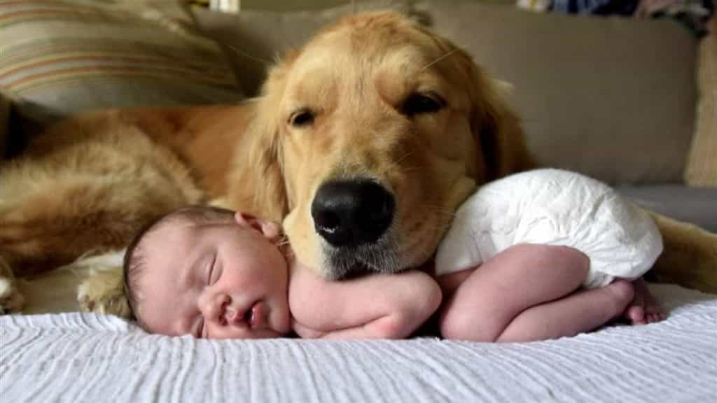 au88 làm bảo mẫu