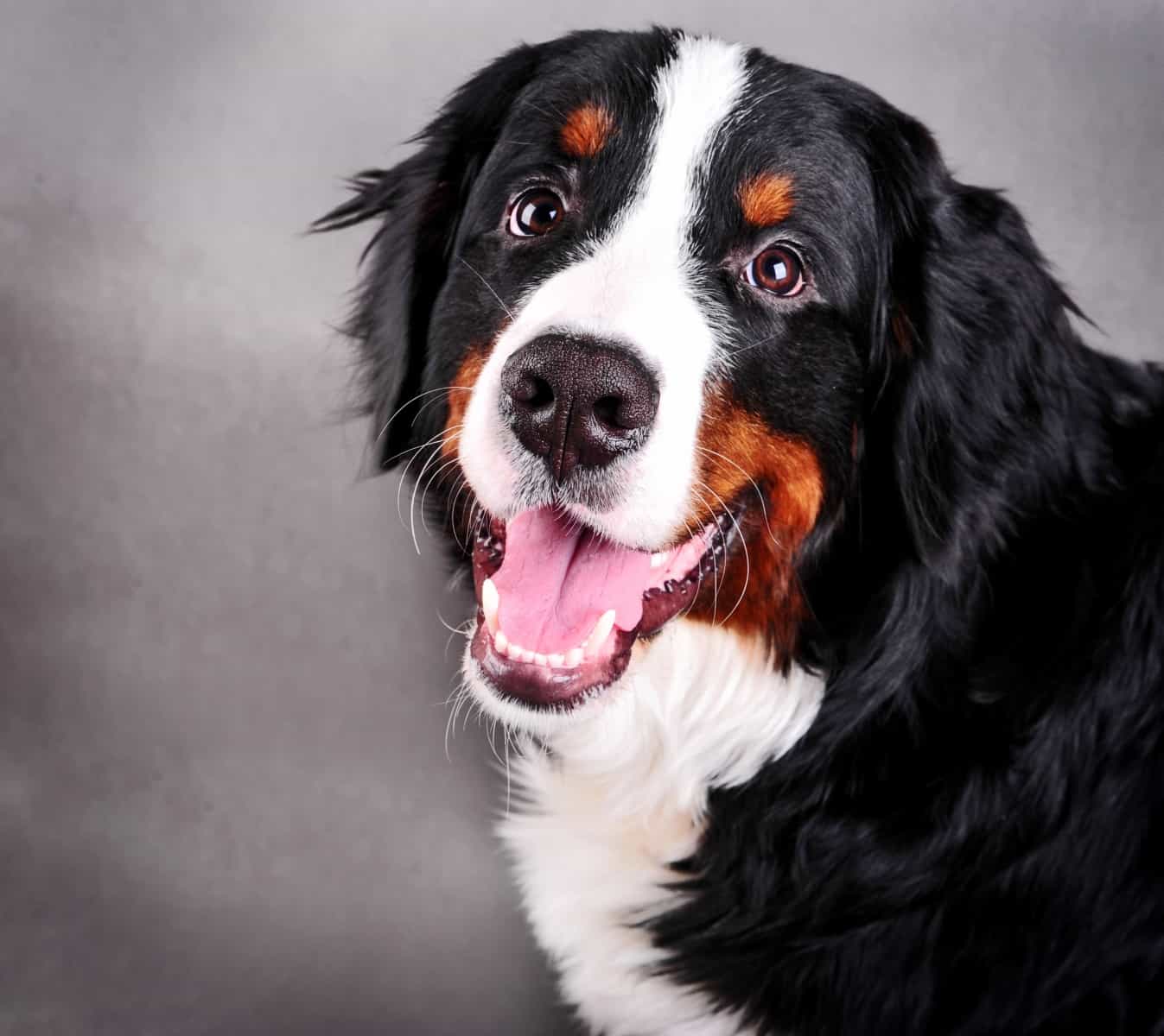 Gương mặt dễ mến của Bernese Mountain Dog