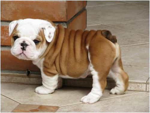 parvo ở chó rất nguy hiểm