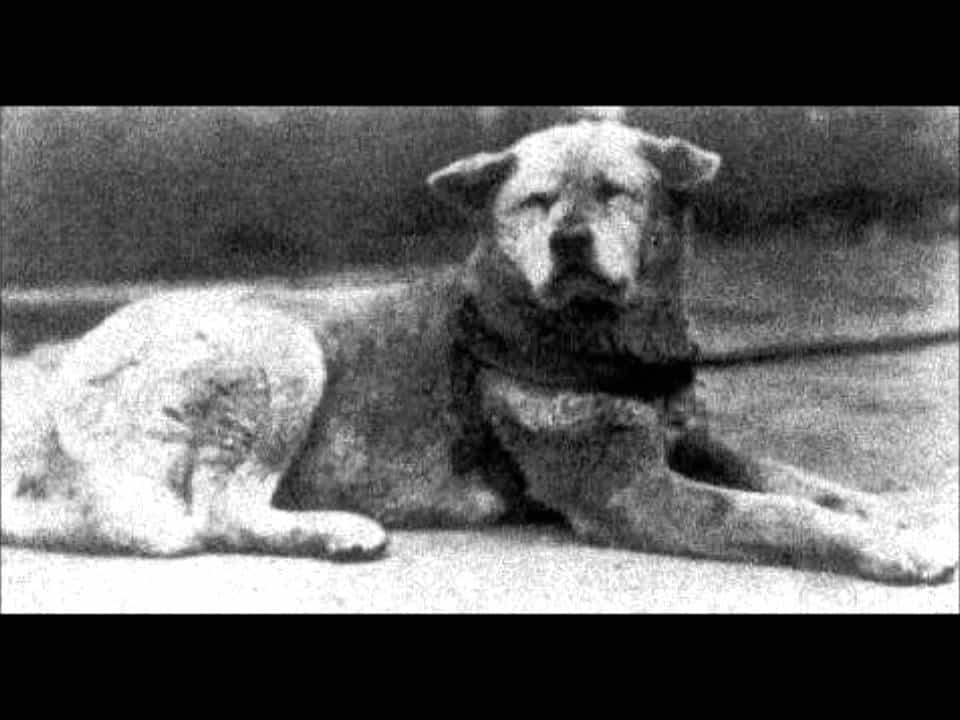  Hachiko - chú chó trung thành 