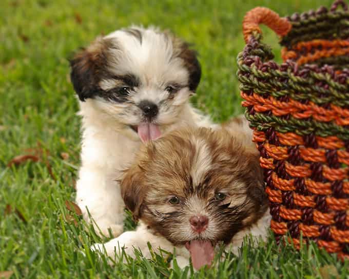 Chó Shih Tzu bên giỏ trái cây