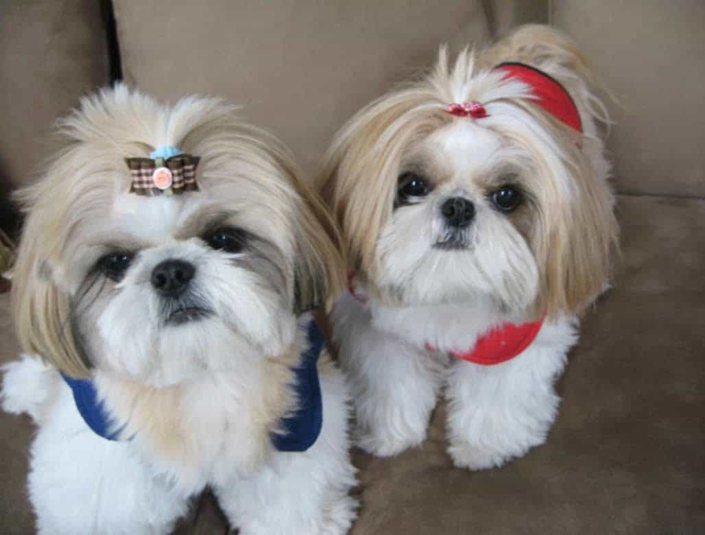Chó Shih Tzu được làm đẹp