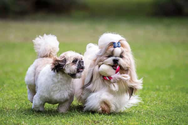 Chó Shih Tzu đùa giỡn với nhau