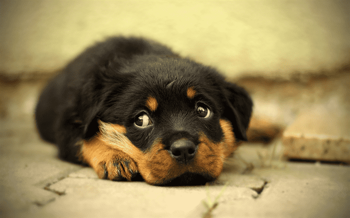 giống chó rottweiler