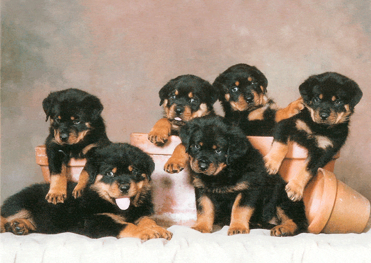 chó rottweiler
