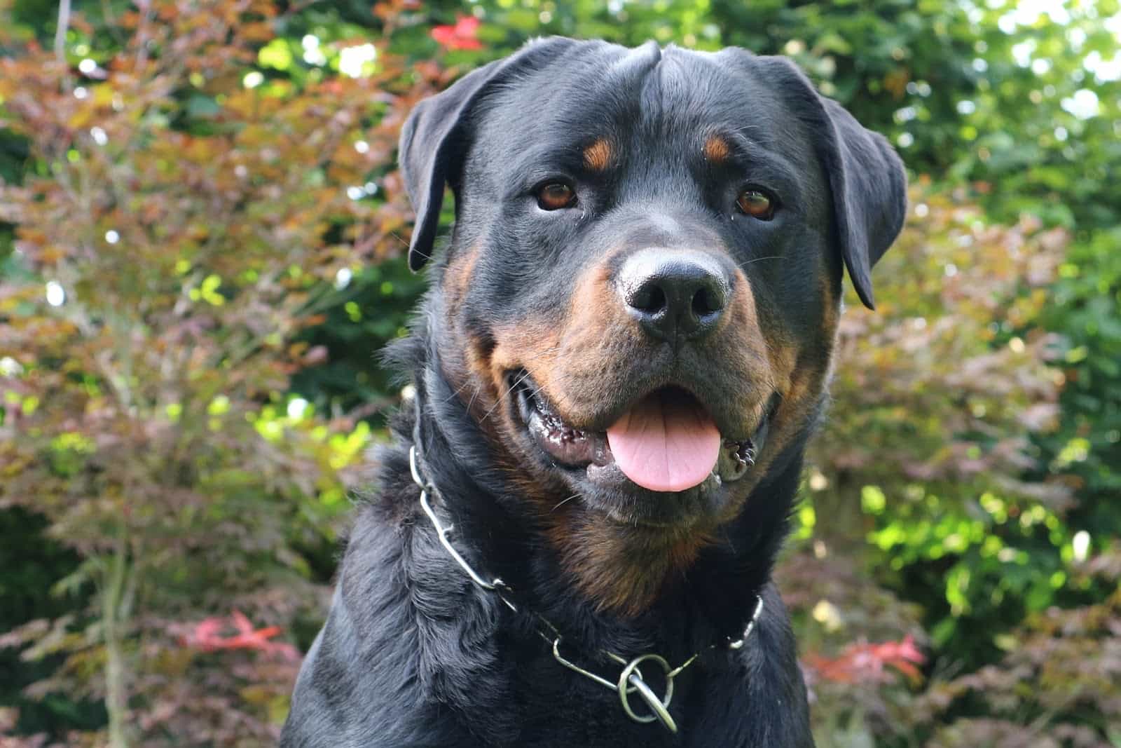 rottweiler thuần chủng