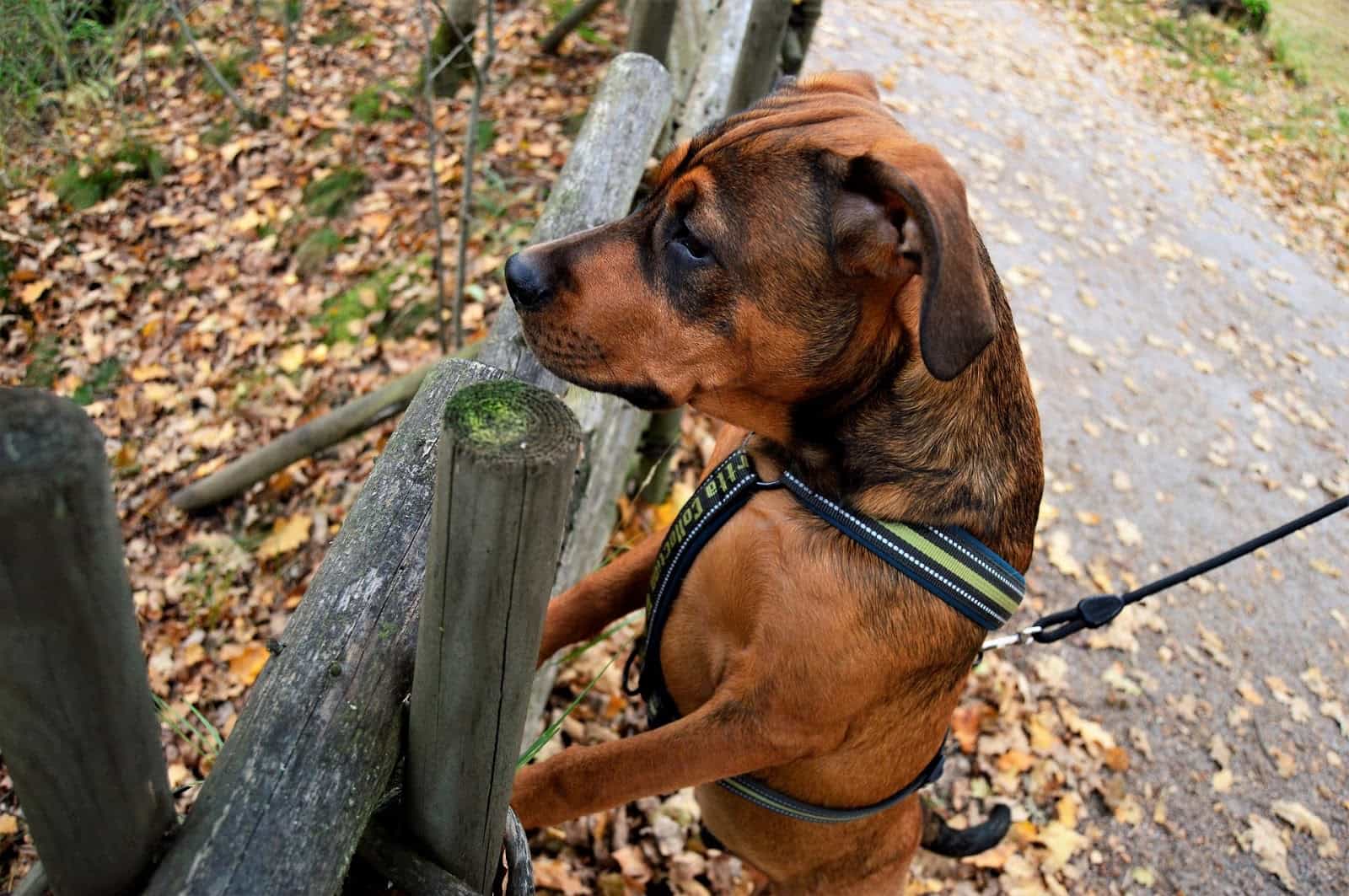 chó giống rottweiler