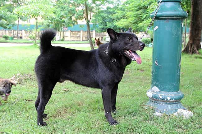 Địa chỉ mua bán chó Mông Cộc