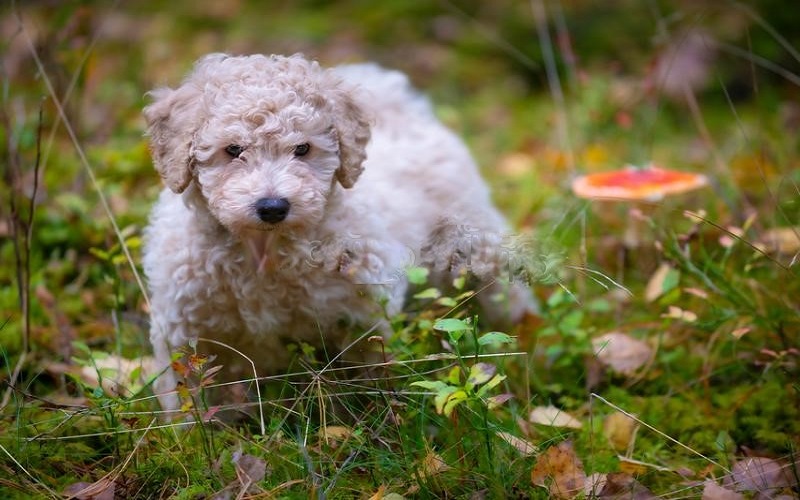 hội chó poodle