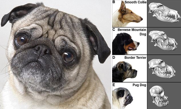 Hộp sọ của chó pug và các loài khác