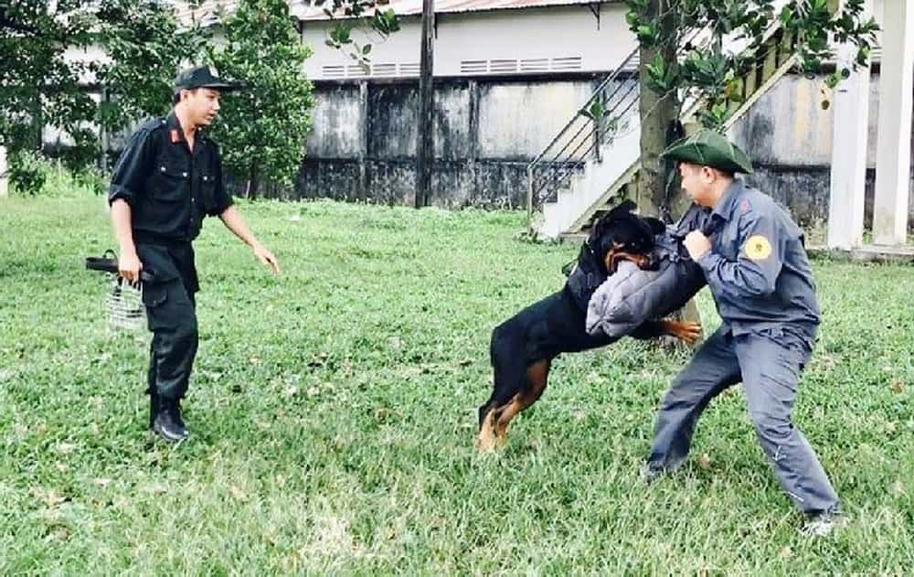 Huấn luyện chó thực hiện theo lệnh