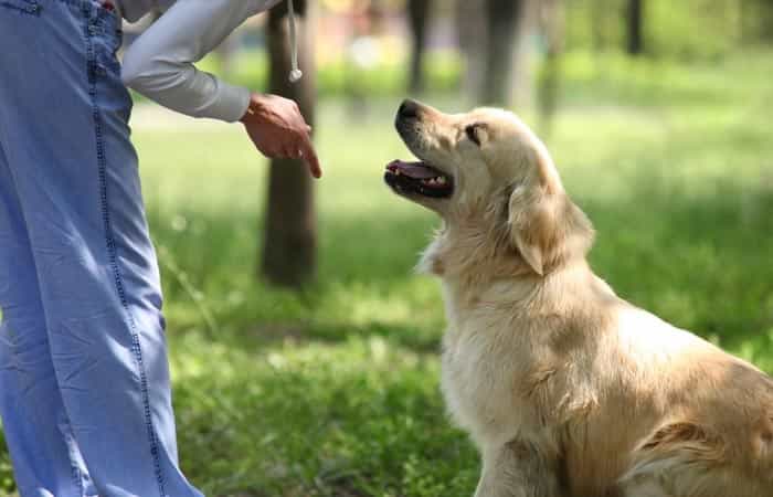 Huấn luyện chó đứng dùng mồi nhử