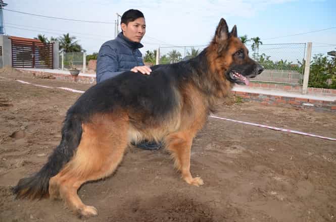 Huấn luyện chó nghiệp vụ nằm