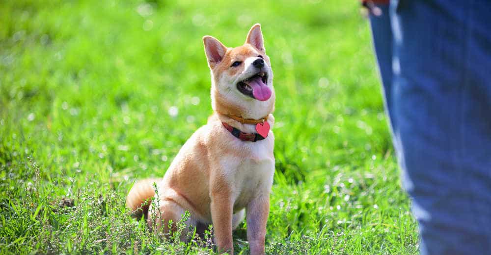Huấn luyện chó ngồi