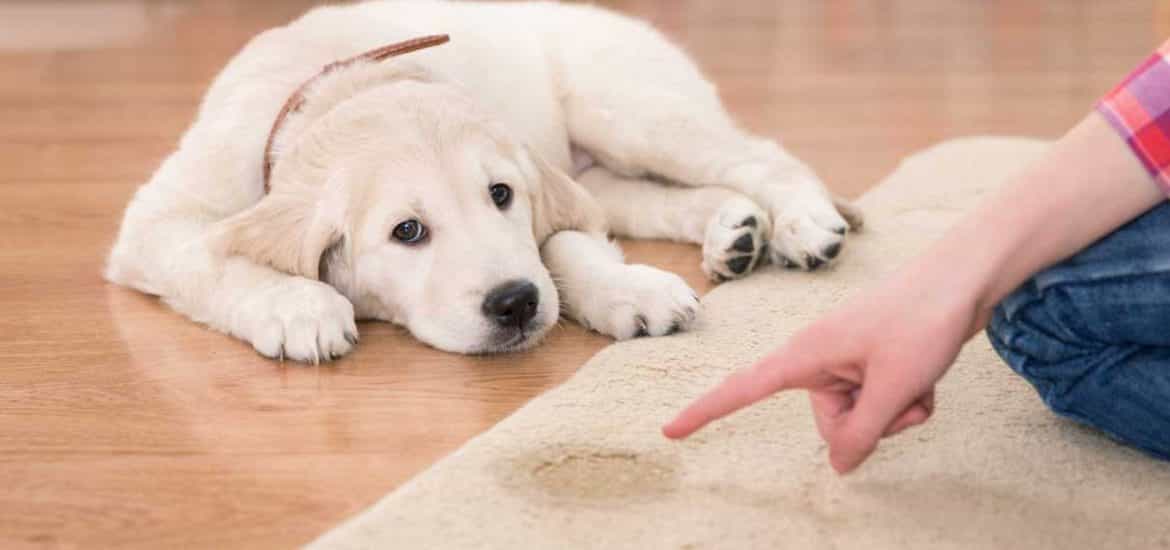 Cún đi vệ sinh bừa bãi ra nhà bị chủ mắng